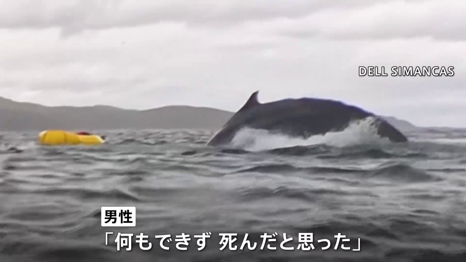 クジラが男性をカヤックごと丸のみ「死んだと思った」 南米・マゼラン