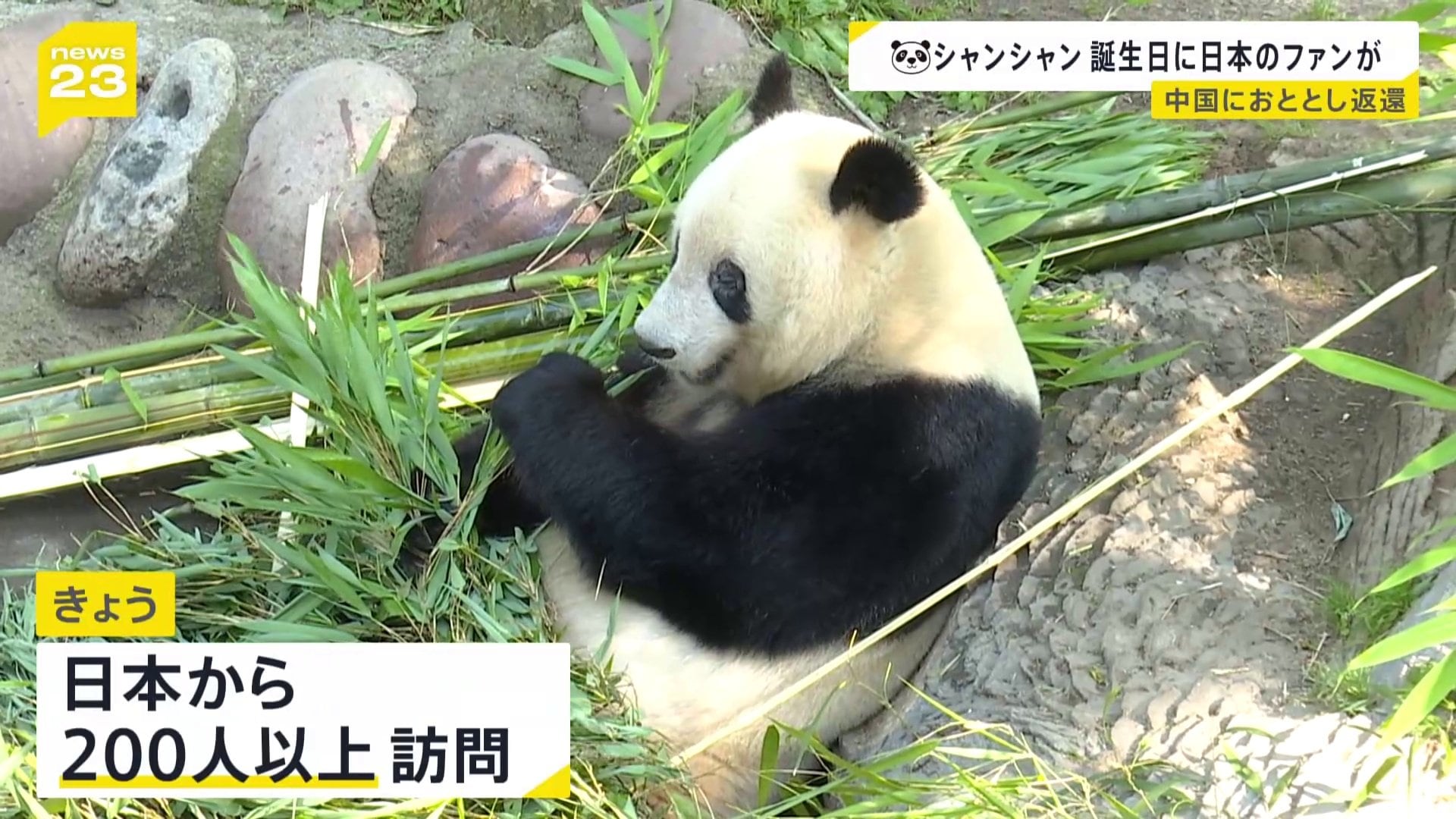 新年セール 早い者勝ち！希少！1995年 中国 パンダ 金貨 ５元 NGC鑑定 MS69  リーリーとシンシン