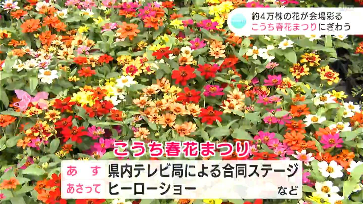 4万株の花に囲まれ高知グルメもたっぷり！「こうち春花まつり」開幕でにぎわう