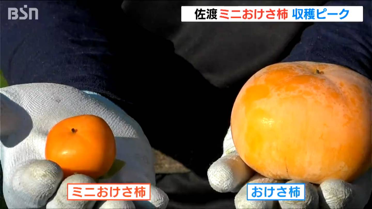 直径3cmほど 通常の6分の1サイズの『ミニおけさ柿』 収穫ピークに 新潟