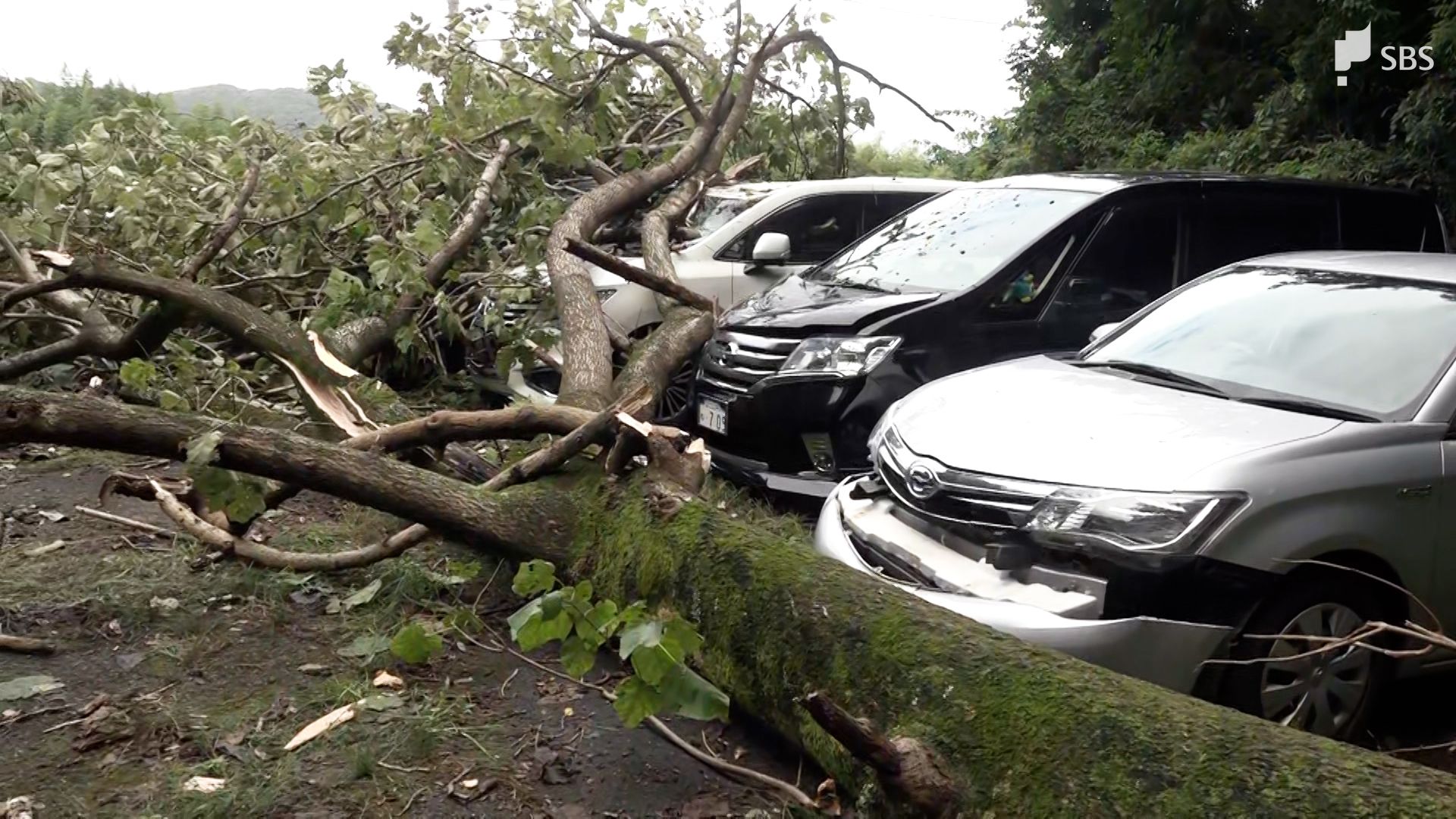 倒木で車が5、6台つぶされている」高さ約25メートルの木が車を直撃