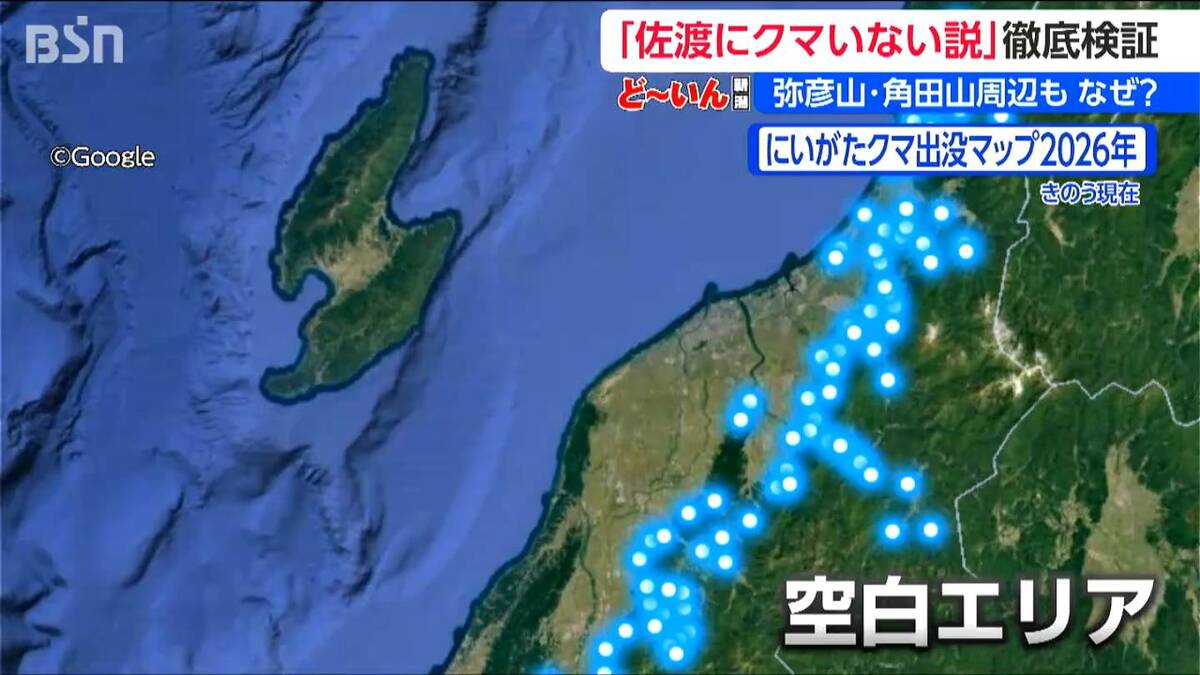 1頭もいません」新潟の“クマ空白地帯” 目撃ゼロの佐渡・弥彦・角田山