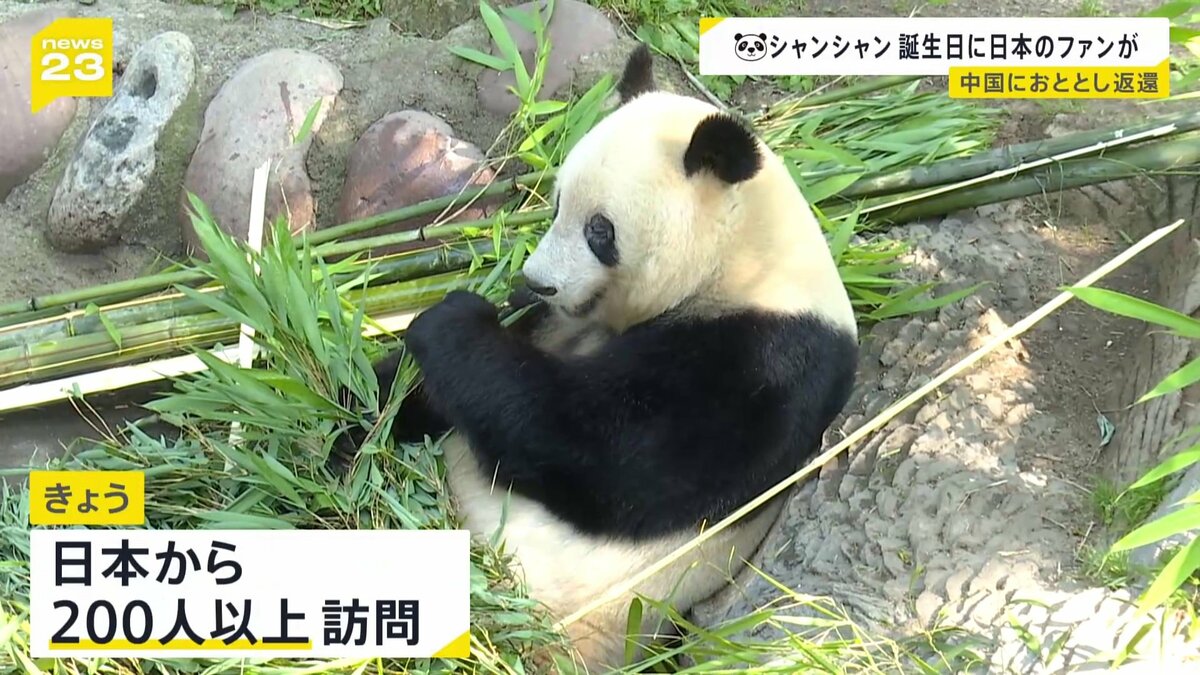 ぬいぐるみ・人形・置物 シャンシャン様♡の2歳シャンちゃん♡シャオ