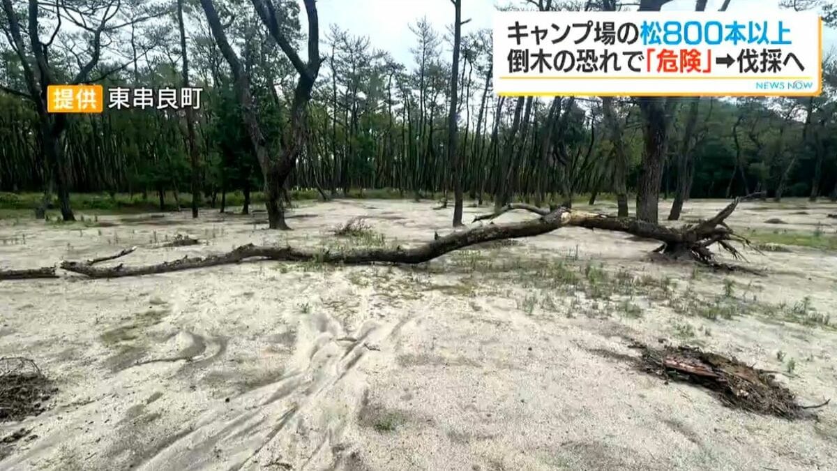 キャンプ場の松の木800本以上が「危険」な状態　町が伐採へ　鹿児島・東串良町