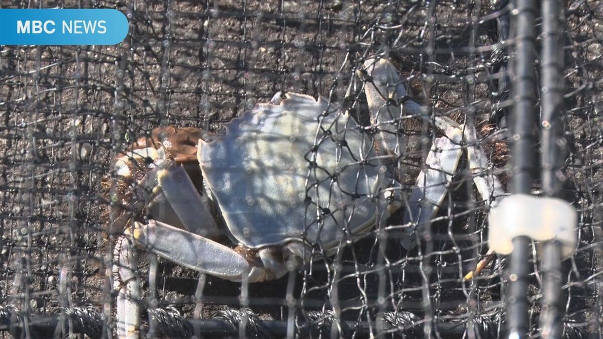 変色の理由は“偏食”か？ 鹿児島・いちき串木野市で水色の山太郎ガニ