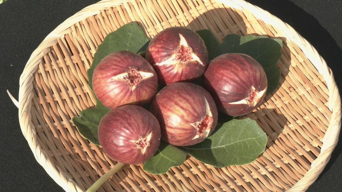 美味しいイチジクの見分け方は｢上から下まで色が濃いもの｣ 露地イチジクの収穫最盛期 県内トップの出荷量 愛知･安城市