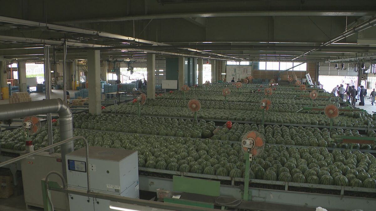 「暑い夏を乗り切って」 シャリっとした食感と強い甘み「金沢すいか」が初出荷(MRO北陸放送)|dメニューニュース(NTTドコモ)