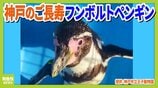 【31歳じぃ＆5歳の若妻】平均寿命を超える長寿の秘訣は？ 神戸市立王子動物園のフンボルトペンギン 　|　MBSニュース | 関西の最新ニュースを分かりやすく。