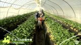 「地元いちご絶やしたくない」後継者不足・生産コスト上昇で生産者苦境に　完熟の「八戸いちご」収穫進む　|　青森のニュース│ATV NEWS│青森テレビ