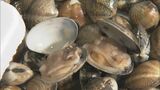 ブランドあさり「かごいり娘」の出荷始まる 海中に垂れ下げて養殖するので砂抜き不要 愛知・田原市|TBS NEWS DIG