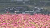 ピンクの花びら一面に咲き誇る 山あいの休耕田でネパール原産の「赤ソバ」が見ごろ迎える | 愛媛のニュース - Nスタえひめ|あいテレビは6チャンネル