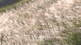 くじゅう連山のふもとはススキが見ごろ 飯田高原に秋の気配漂う 大分・九重町|TBS NEWS DIG