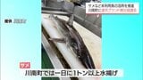 値段のつかないサメなど「未利用魚」活用へ 川南町に「通浜ブランド創出協議会」が発足 | MRTニュース | MRT宮崎放送