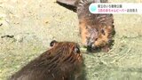 大人顔負けの泳ぎっぷり!3匹の赤ちゃんビーバーお目見え 高知県立のいち動物公園 | 高知のニュース・天気|KUTV NEWS | KUTVテレビ高知