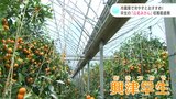 冷蔵庫で冷やすとおすすめ!早生の「山北みかん」収穫最盛期 | 高知のニュース・天気|KUTV NEWS | KUTVテレビ高知
