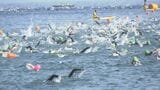 日本のトライアスロン発祥の地・皆生で熱戦 全国から鉄人１２２３人が出場　|　BSSニュース | BSS山陰放送
