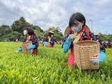 5月2日は「八十八夜」 “茶どころ”の中学生が茶娘姿で新茶の摘み取り (静岡県) | 静岡のニュース | SBSNEWS | 静岡放送