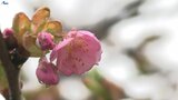 沿岸に暴風雪警報 彼岸の中日 陸前高田市では境内に咲いた桜も雨に濡れる 盛岡は雪 岩手 | IBC NEWS | IBC岩手放送