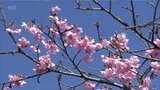 例年よりやや遅い開花　早咲きの桜「日南寒咲1号」が日南市北郷町で咲き始める|TBS NEWS DIG