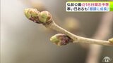「弘前さくらまつり」の準備進む 弘前公園のサクラの開花予想は「4月16日」で変わらず つぼみ膨らむ 次回4月11日が“最後の”開花予報となるか | 青森のニュース│ATV NEWS│青森テレビ