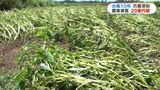 台風10号による鹿児島県の農業被害 20億円超 | 鹿児島のニュース|MBC NEWS|南日本放送