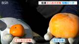 直径3cmほど 通常の6分の1サイズの『ミニおけさ柿』 収穫ピークに 新潟・佐渡市|TBS NEWS DIG