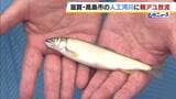 人工河川で親アユの放流始まる　びわ湖の漁獲量安定がねらい　9月中旬にかけて計約13tが放流予定　滋賀・高島市|TBS NEWS DIG