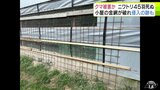 ニワトリ45羽　クマに襲われたか　金網が破れ侵入された跡　小屋の中にはクマの「ふん」も…　青森県黒石市の養鶏場|TBS NEWS DIG