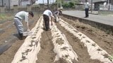 「紙のまち」富士市で紙製の農業資材「マルチシート」使いサツマイモ栽培=静岡|TBS NEWS DIG