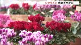 一足早くクリスマス気分 シクラメン色鮮やかに 富山 | 富山のニュース|天気・防災|チューリップテレビ