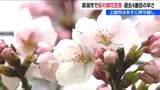 上越市の桜は明日?【ソメイヨシノ】新潟市では過去4番目の早さの『開花宣言』|TBS NEWS DIG