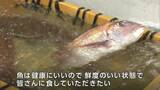 「きょうからやってやるぞ、お魚食べて」中央卸売市場で今年初めての “水産物の競り” 原油高の影響も【岡山】|TBS NEWS DIG