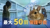 “うさぎの飼育放棄”癒やし求める一方で増加～「専門の保護センター」福岡市に開設　|　福岡のニュース｜RKB NEWS｜RKB毎日放送