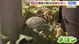 「めちゃくちゃ生命力強い」大阪市内の歩道に“ど根性メロン” 目の前にある洋菓子店のゴミからタネが落ちて芽が出た可能性? うわさを聞きつけて写真を撮りに来る人も|TBS NEWS DIG