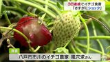 ハクビシン出荷直前のイチゴ食い荒らす「ショック大きい」　|　青森のニュース│ATV NEWS│青森テレビ