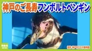 【31歳じぃ＆5歳の若妻】平均寿命を超える長寿の秘訣は？ 神戸市立王子動物園のフンボルトペンギン 　|　MBSニュース | 関西の最新ニュースを分かりやすく。