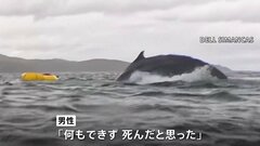 クジラが男性をカヤックごと丸のみ「死んだと思った」 南米・マゼラン海峡| TBS CROSS DIG with Bloomberg