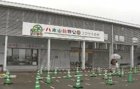 「4羽全滅」動物園でフンボルトペンギンの死が続き最後の1羽も…展示中止に「暑さが原因ではない」|TBS NEWS DIG