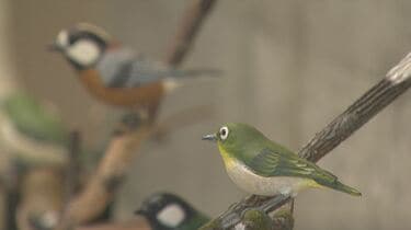 メジロやカワセミ 本物そっくりの野鳥の彫刻 バードカービング作品展