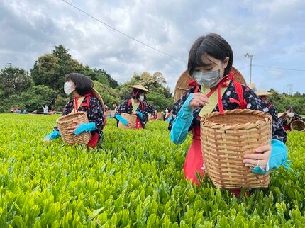 5月2日は「八十八夜」 “茶どころ”の中学生が茶娘姿で新茶の摘み取り