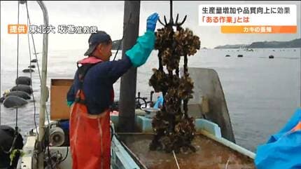 牡蠣養殖　温湯駆除用の煙突 木更津の干潟育ち】木更津産の江戸前カキ「月夜牡蠣」が11月10日（木