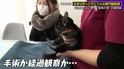 衝撃手術】カメの甲羅を切る…巨大“尿路結石”400gを摘出！「10軒断られ