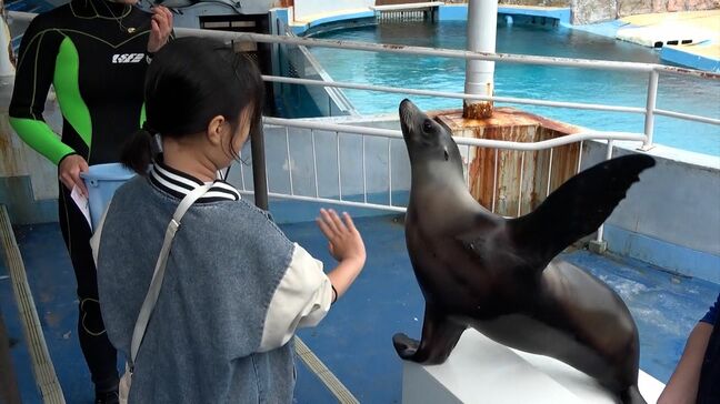 「表情とか仕草がすごくかわいい」下田海中水族館でアシカのトレーナー体験 5月30日は「世界アシカの日」【静岡】|TBS NEWS DIG