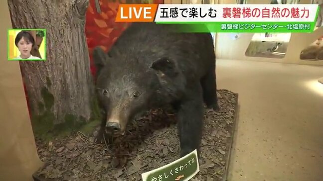 “五感で楽しむ”裏磐梯の自然の魅力「裏磐梯ビジターセンター」がリニューアル 福島・北塩原村|TBS NEWS DIG
