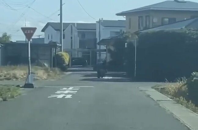 【クマ画像】町の中心部に熊…中学生が追いかけられたほか、住宅街で目撃多発　警察がドローンで捜索（山形・河北町）|TBS NEWS DIG
