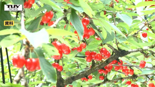 2年連続で不作の山形県産さくらんぼ　県は気候変動に対応できる新品種の開発進める方針　佐藤錦から新品種に切り替えへ|TBS NEWS DIG