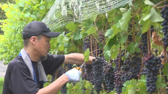 ワイン用ブドウの余分な房を活用 独特の渋みやスパイシーな香りを持つクラフトビールを醸造|TBS NEWS DIG