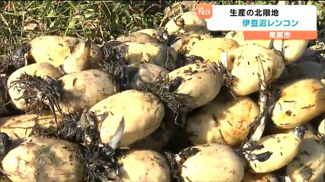 「北限のレンコン」収穫最盛期 水不足乗り越えシャキシャキ感味わって 宮城・栗原市|TBS NEWS DIG