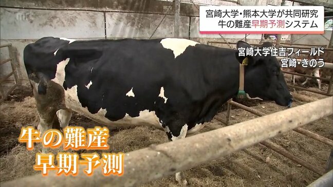 牛の難産を予測し獣医師の遠隔診療を可能に　宮崎大学が熊本大学と共同でシステム開発に着手　|TBS NEWS DIG