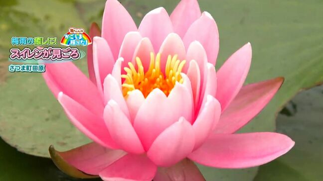 梅雨の癒やしに! スイレンが見ごろ さつま町田原【亀ちゃんのかごしま撮った!】|TBS NEWS DIG